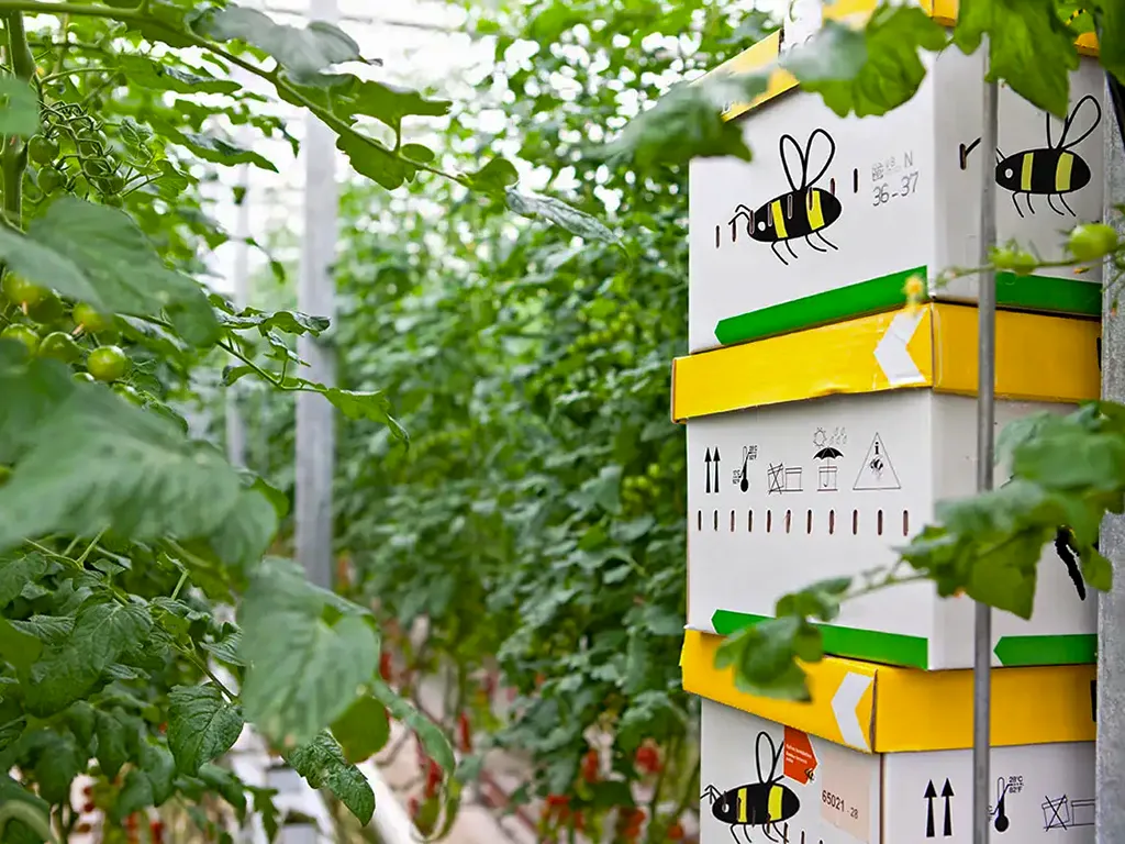 Developing the Almeria Model - Bumble bee boxes